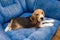 Cute beagle dog relax at the blue couch