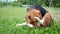 A cute beagle dog scratching body outdoor on the grass field.