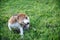 A cute beagle dog scratching body outdoor on the grass field