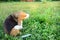 A cute beagle dog scratching body outdoor on the grass field