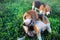 A cute beagle dog scratching body outdoor on the grass field