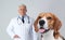 Cute Beagle dog and senior veterinarian on background