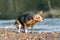 Cute Beagle dog shaking the wet fur