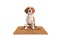 Cute beagle dog sitting on a brown welcome mat