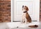 Cute Beagle dog sitting and leash on floor