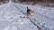 Cute beagle dog walking on the rails on a frosty winter day for a wal