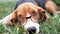 A cute beagle dog wear glasses lying on the grass field.