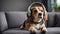 cute beagle dog wearing headphones in the room