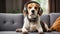 cute beagle dog wearing headphones in room modern comfort