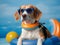 Cute beagle dog wearing sunglasses and a swimming ring. The concept of a summer holiday in sea
