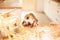 Cute beagle with food in the kitchen