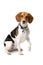 Cute beagle hound
