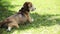 Cute beagle lies in grass in the shadow of a tree on a hot day