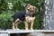 Cute Beagle mix puppy dog pet adoption photo