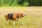 Cute Beagle playing on the grass in summer