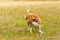 Cute Beagle playing on the grass in summer