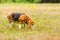 Cute Beagle playing on the grass in summer