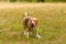 Cute Beagle playing on the grass in summer