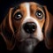 Cute beagle portrait