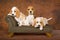 Cute Beagle puppies on sofa