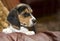 Cute Beagle Puppy