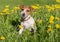 Cute beagle puppy on blooming dandelion meadow.