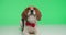 Cute beagle puppy dog posing in studio
