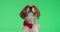 Cute beagle puppy dog posing in studio