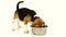 Cute beagle puppy eating from a dish. Slow motion