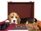 Cute Beagle puppy inside brown suitcase