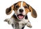 Cute beagle puppy jumping. Playful dog cut out at background