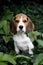 Cute Beagle Puppy At Park
