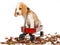 Cute Beagle puppy sitting in red wagon