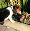 Cute Beagle puppy smelling some pink flowers