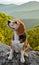 A cute beagle, sitting on a rock above a valley, looking lovely