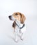 cute beagle wearing a collar looking up studio shot isolated on a white background