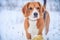 Cute beagle winter portrait