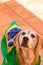 Cute Beagle With Yellow Glasses and Flag Cheering for Brazil to be the Champion