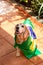 Cute Beagle With Yellow Glasses and Flag Cheering for Brazil to be the Champion