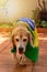 Cute Beagle With Yellow Glasses and Flag Cheering for Brazil to be the Champion