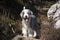 Cute Bearded collie