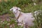 Cute beautiful autumn Young goatling outdoors she-goat feeding with grass, grazing on nature countryside. Domestic, eco farm