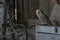 Cute and Beautiful Barn owl Tyto alba in an old barn. In the Netherlands. Wooden background.