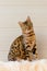 Cute beautiful Bengal cat on the carpet