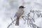 Cute and beautiful bird, Siberian jay, Perisoreus infaustus, perched on an old branch