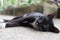 Cute beautiful black cat lying on the ground, sleepy lazy cat