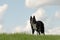 Cute beautiful Border Collie on a green meadow outside in the nature in front of blue sky background