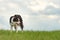 Cute beautiful Border Collie on a green meadow outside in the nature in front of blue sky background