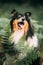 Cute Beautiful Collie Posing In Fern Thicket. Portrait. Amazing Playful Tricolour Collie, Funny Scottish Collie, Long