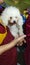 A cute beautiful doggy in the hand of Buddhist monk